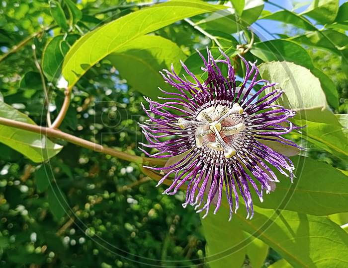 Purple Passionflower