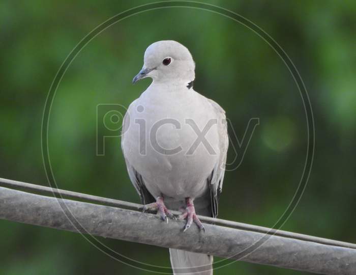 Modi Bird, Indian bird