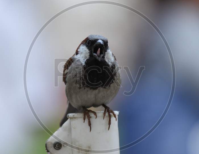 indian sparrow
