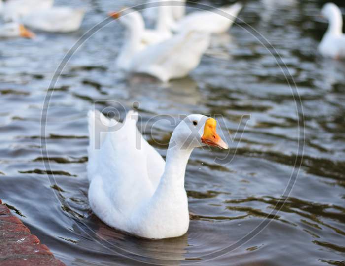 Goose in water
