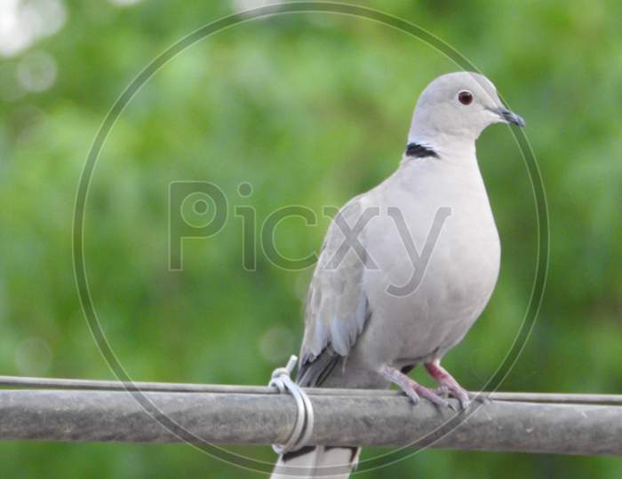 Little Modi Bird, Indian Village bird