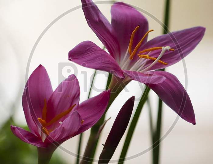 close up of beautiful natural lilies