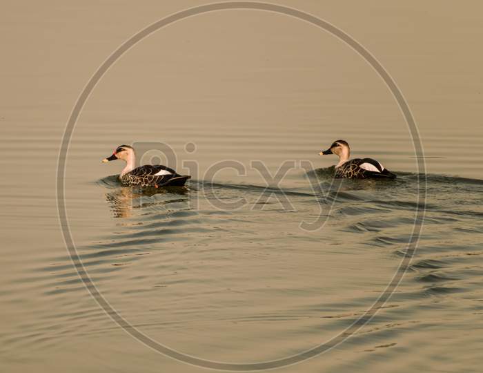 Spot billed duck swimming on the surface of water in lake