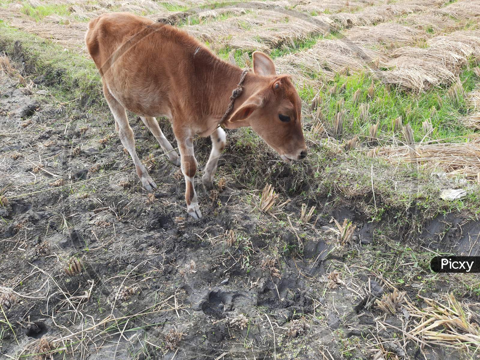 A Red Cow image in Grassland, A Calf image, Background Blur