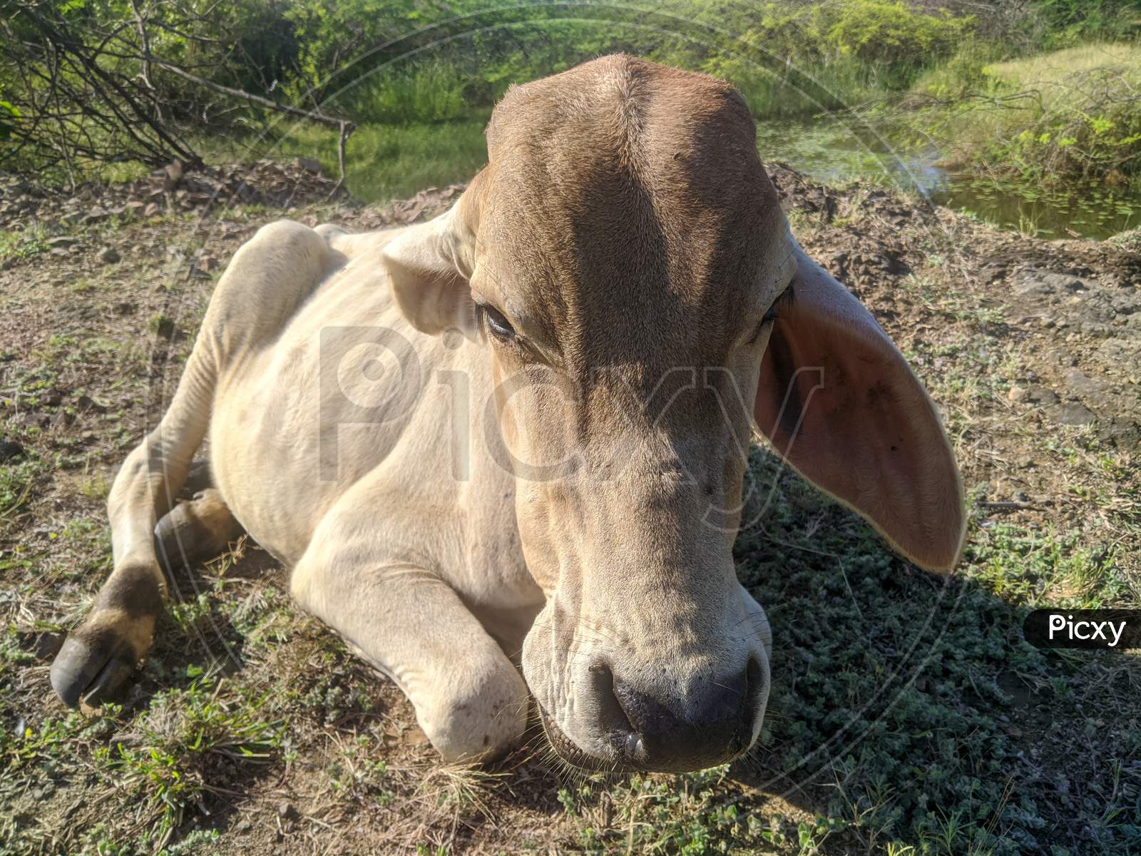 Picture of cow child, animals Photogrphy
