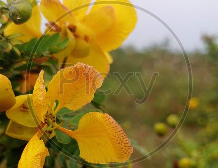 It is a nice yellow flower