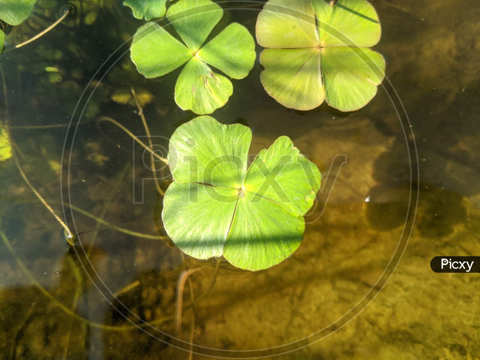 Lotus flower leaf, Nature Photogrphy