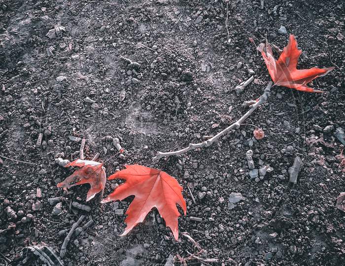 Autumn gone