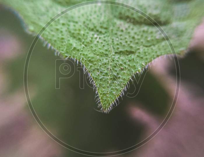 Green leaf plant