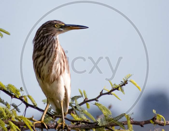 Indian pond heron sitting on the branch.