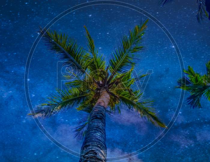 Image Of Coconut Tree Night Shot Ci053250 Picxy 9151