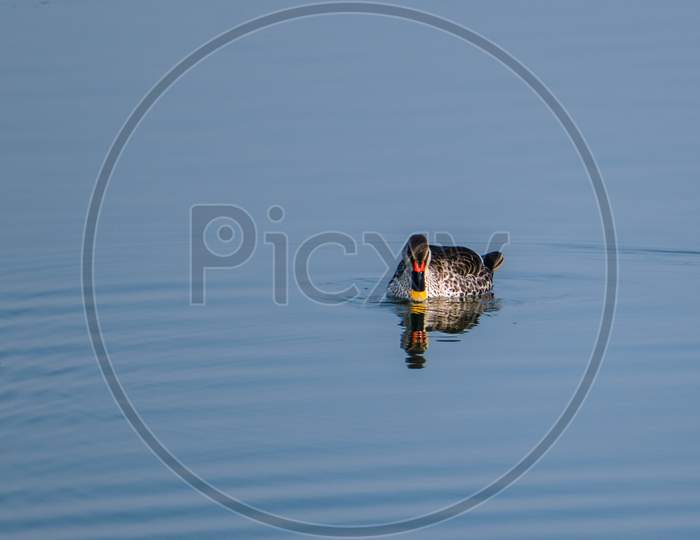 Indian spot-billed duck swimming freely in the lake.