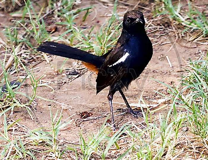 close up of black indian chirping bird