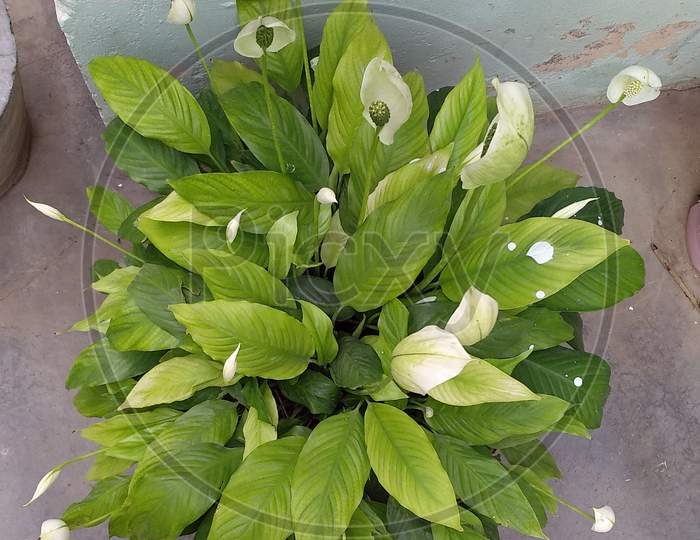 Peace lilies