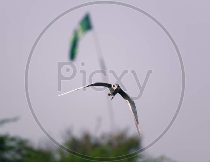 River tern flying in the sky