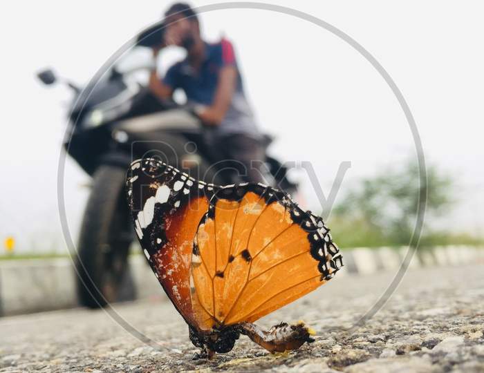 Dead Monarch Butterfly by a bike