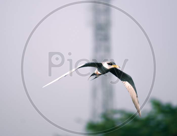 River tern bird flying in the sky