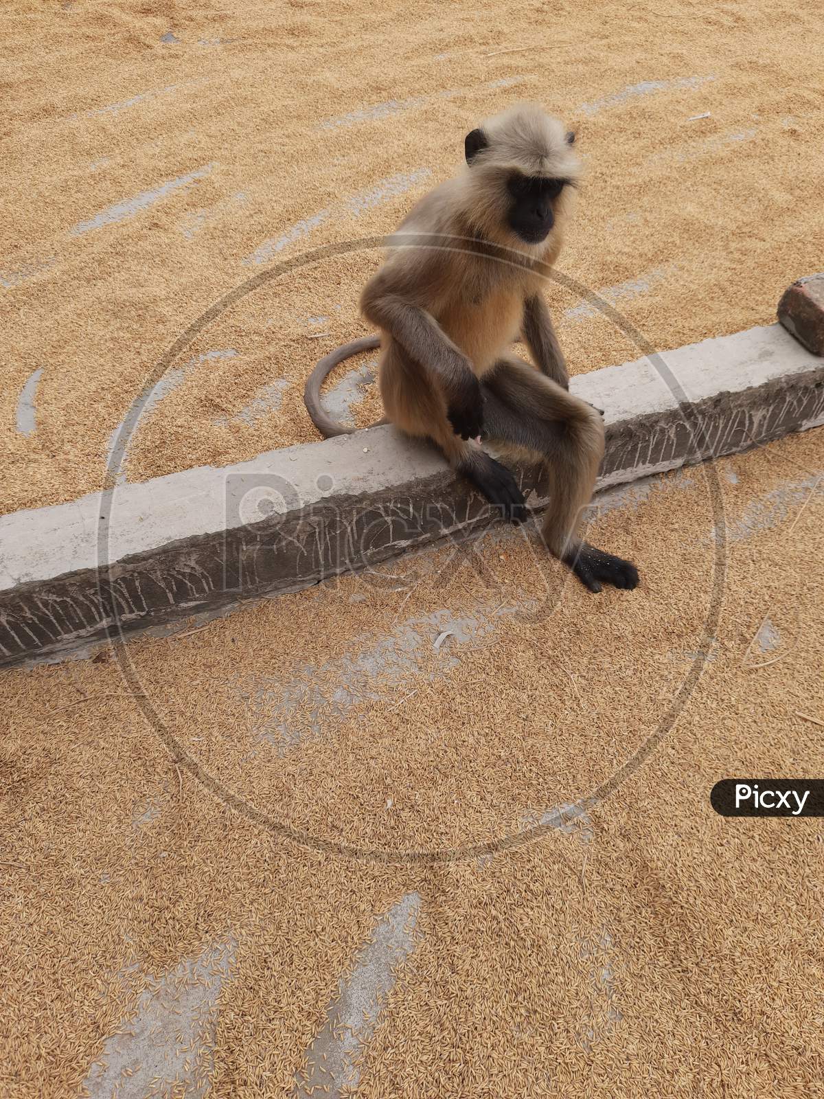A monkey image in home, Background Blur, monkey photo