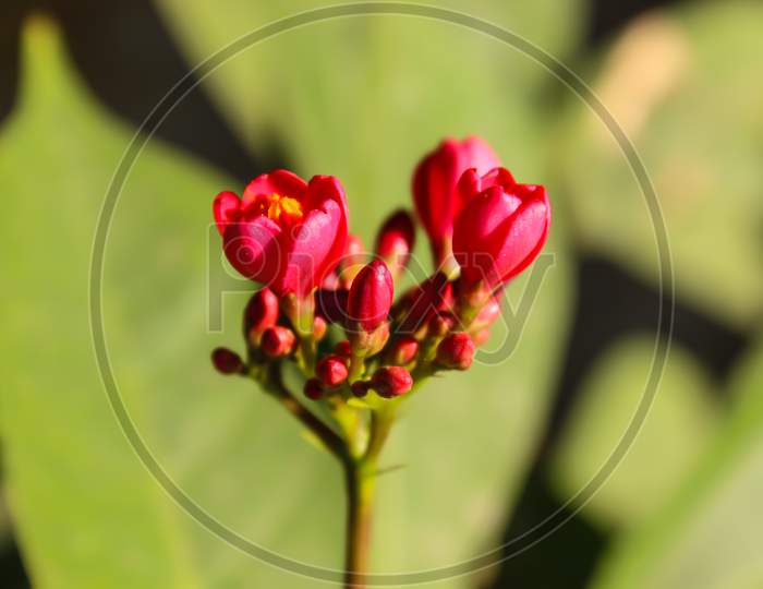 A Picture Of Flower With Blur Background