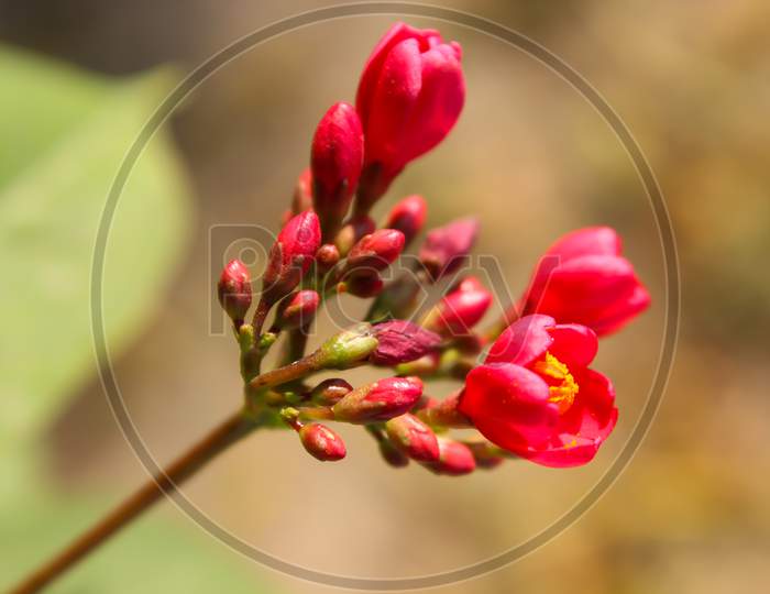 A Picture Of Flower With Blur Background