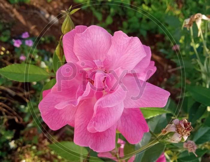 Pink rose , pink flower