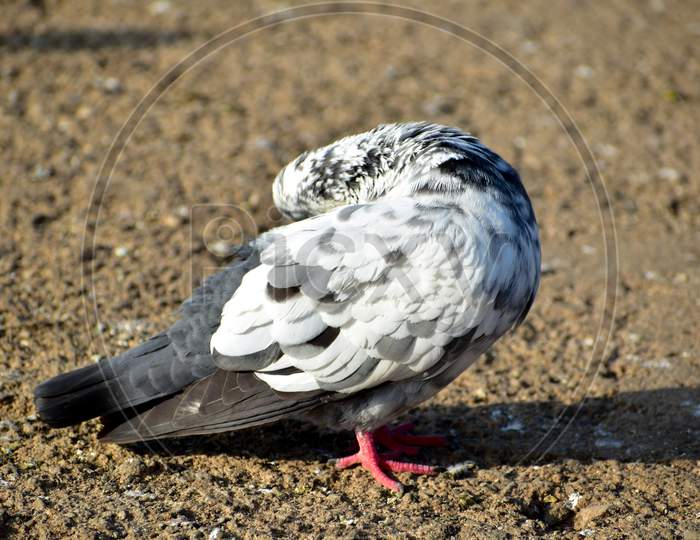 White Colored Pigeon On The Floor With Red Eyes