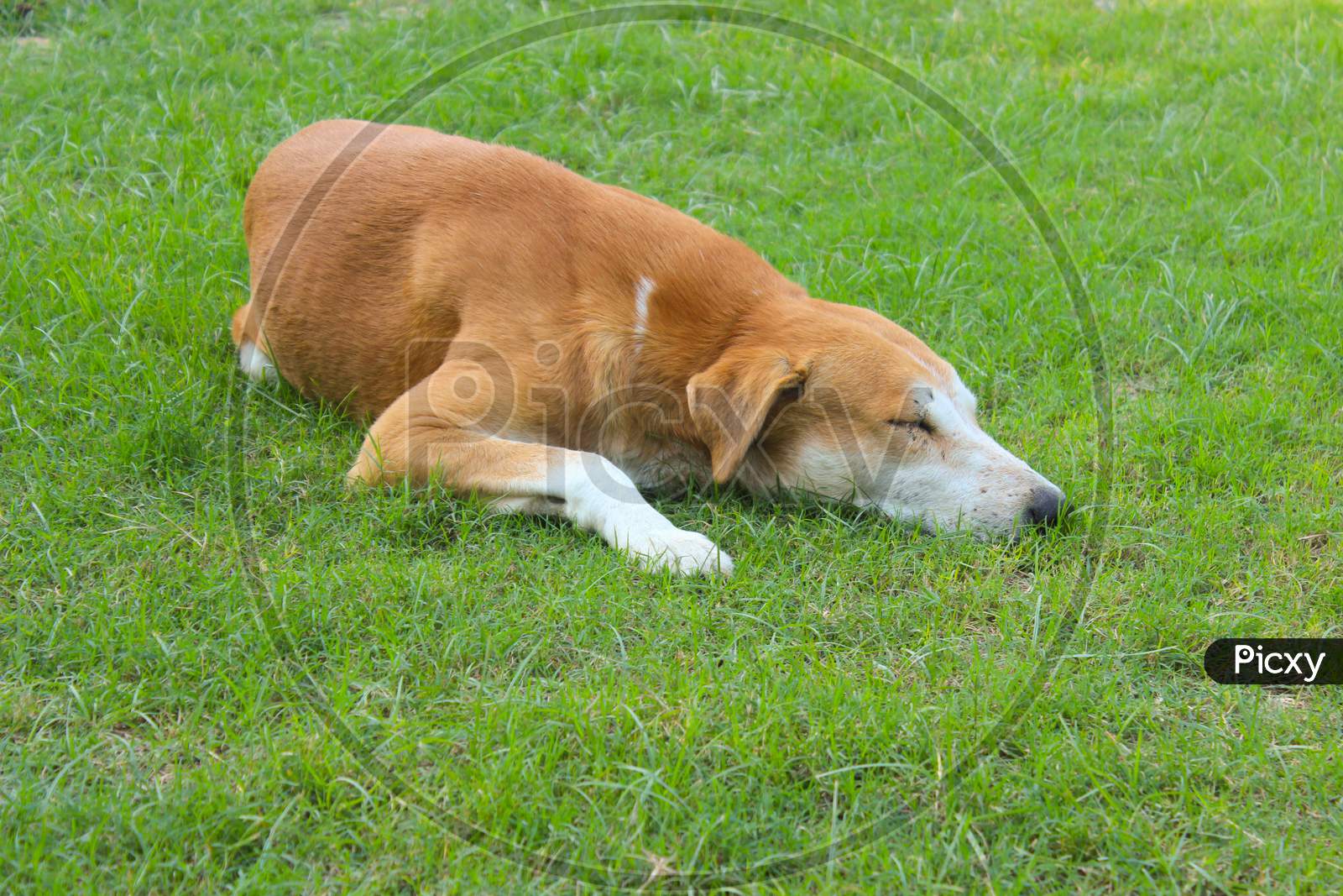 Cute Dog Sleeping In Garden With Selective Focus