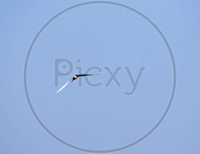 River tern bird flying in the sky