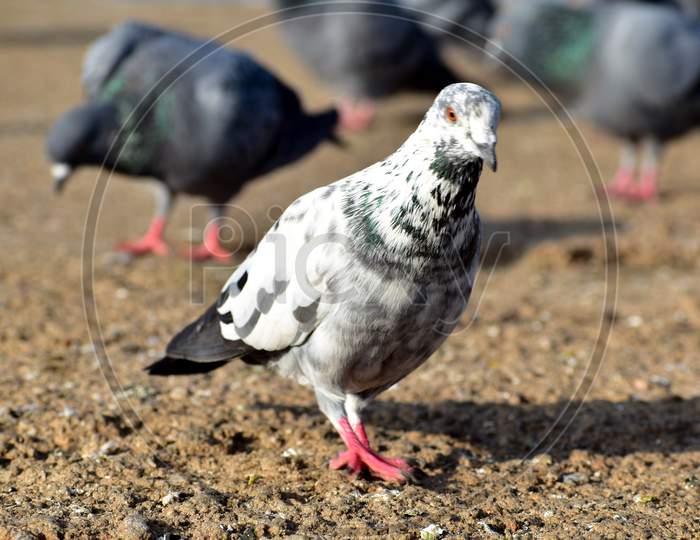 White Colored Pigeon On The Floor With Red Eyes