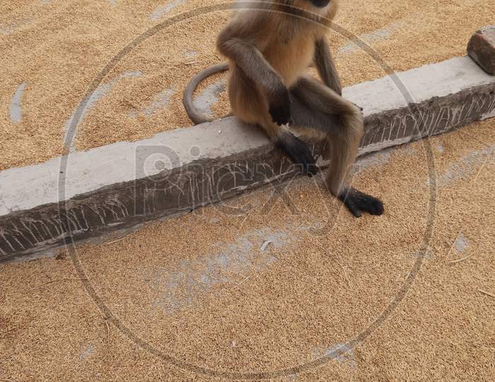 A monkey image in home, Background Blur, monkey photo