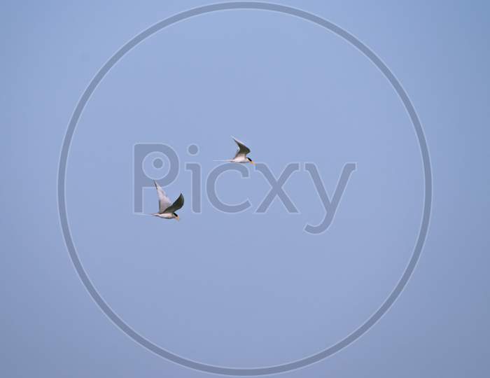 River tern flying in the sky