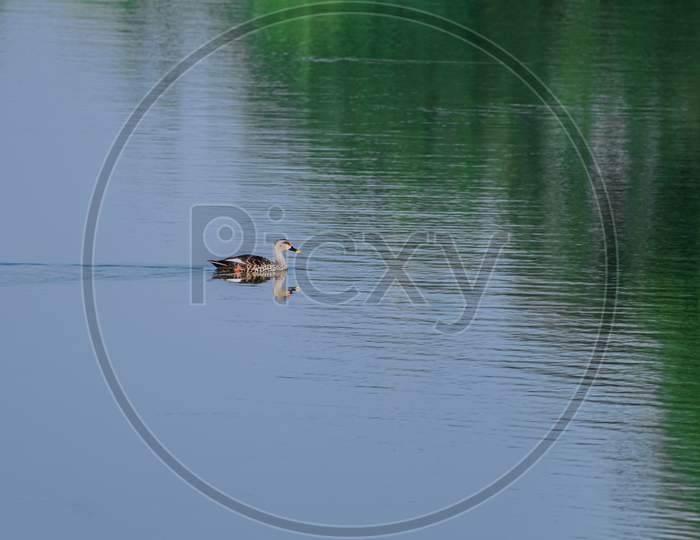 Spot billed duck swimming on the surface of water in lake