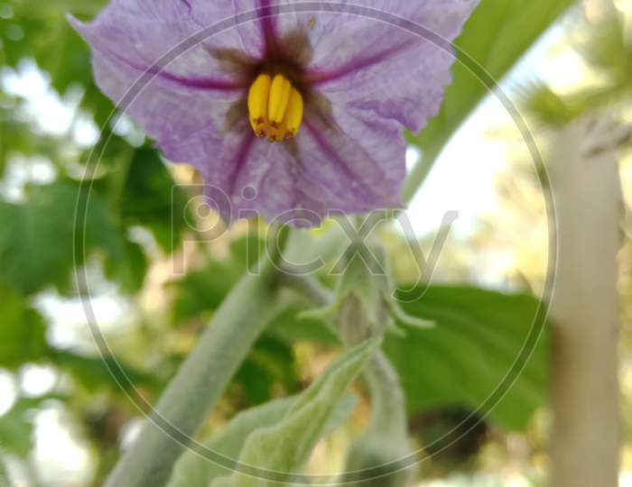 Brinjal flower
