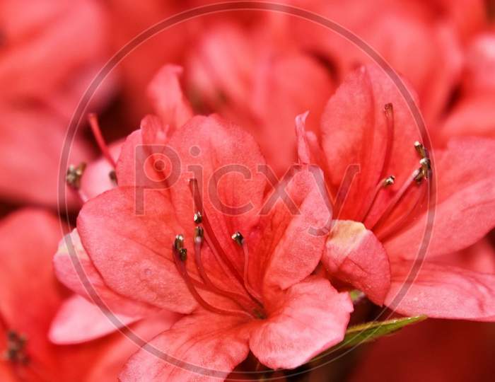 red petal Macro Photography