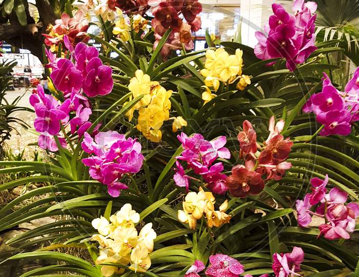 Beautiful view of orchids flowers