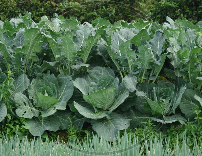 Outdoor Vegetable Plant In The Field Cabbage