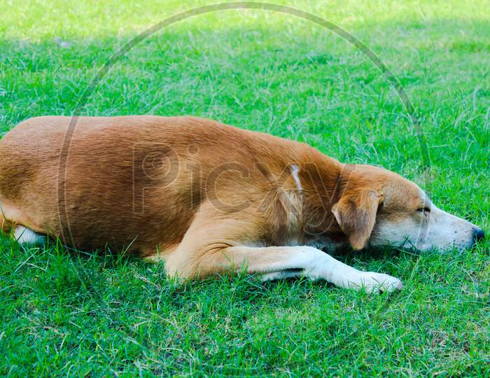 Cute Dog Sleeping In Garden With Selective Focus
