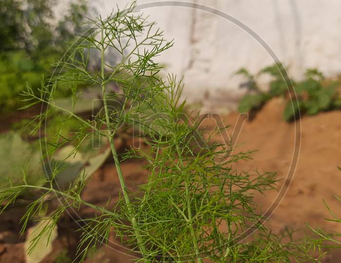 Fennel plant