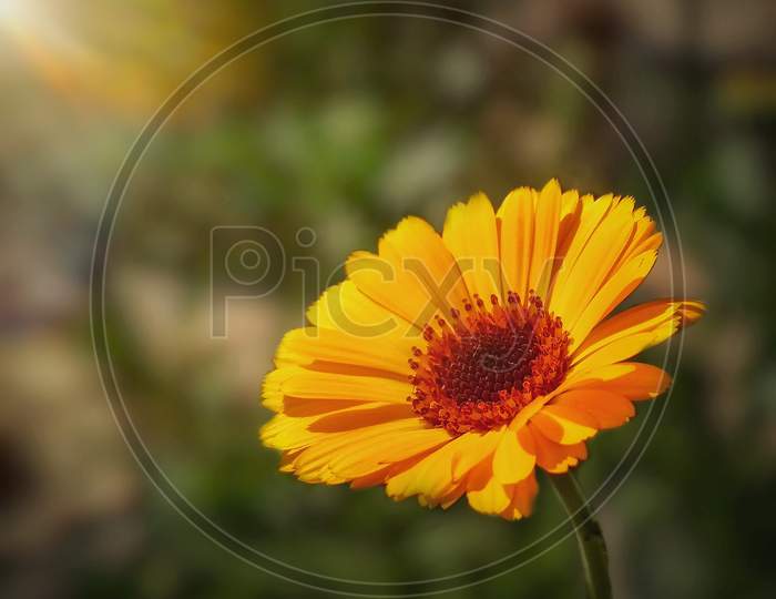beautiful yellow flower in sunlight