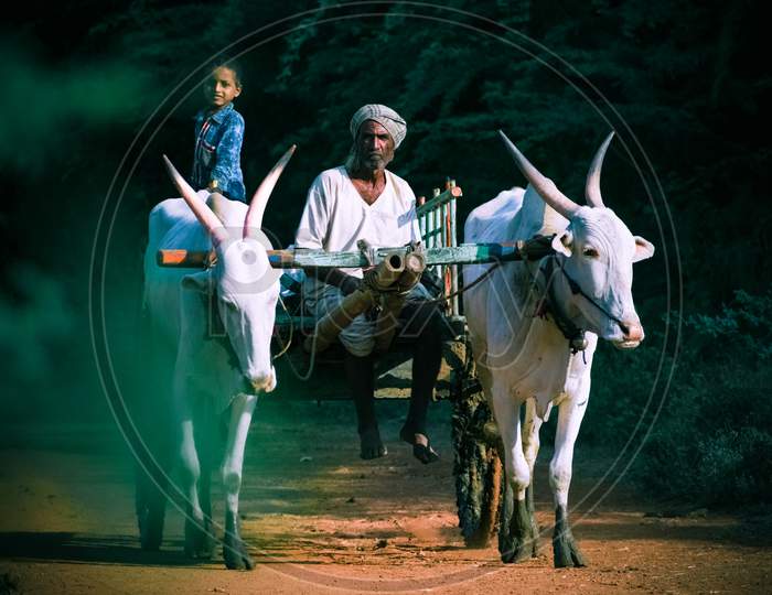 A farmer going to his field on his bullock cart having two ox ,in the morning
