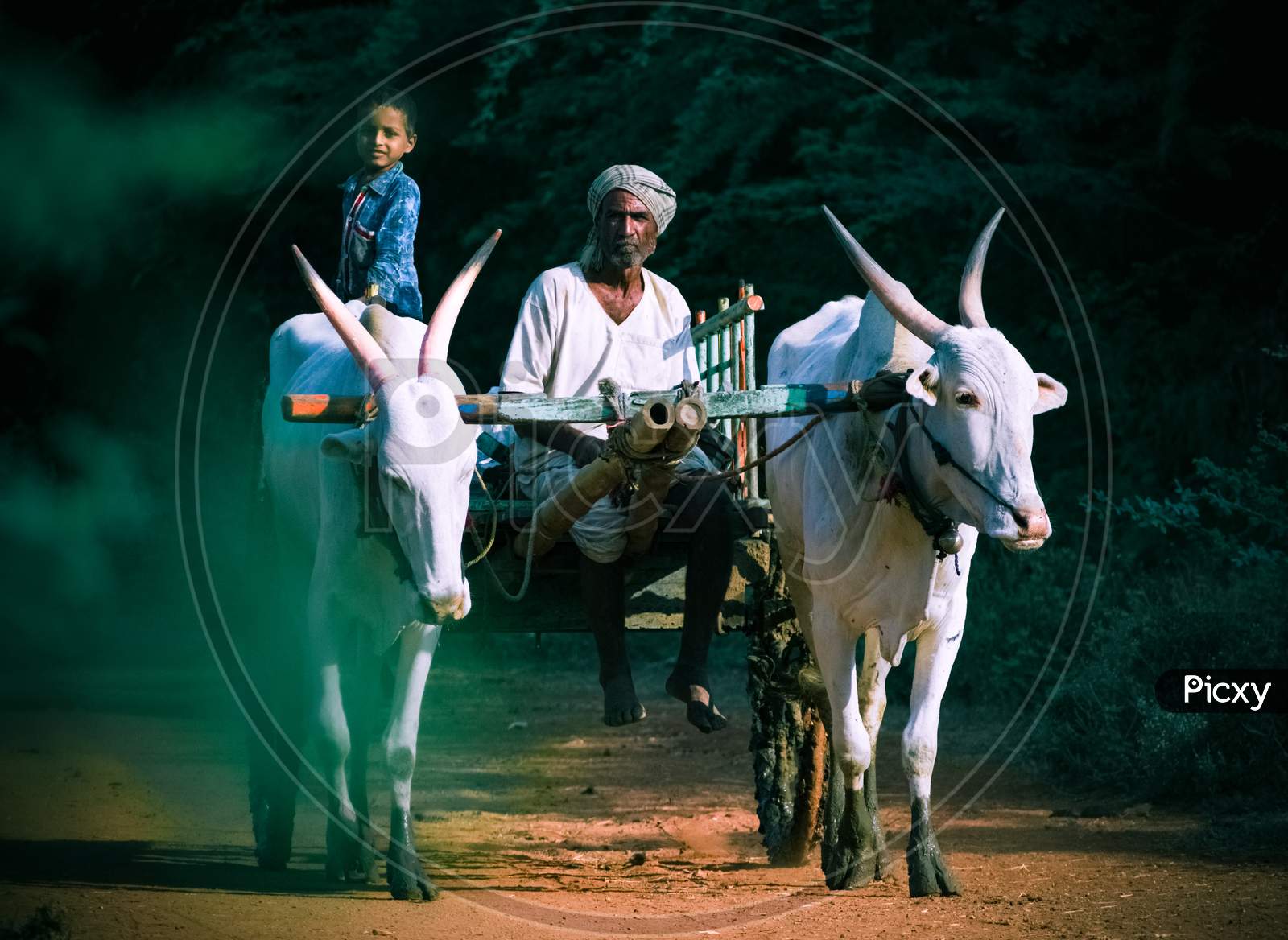 A farmer going to his field on his bullock cart having two ox ,in the morning