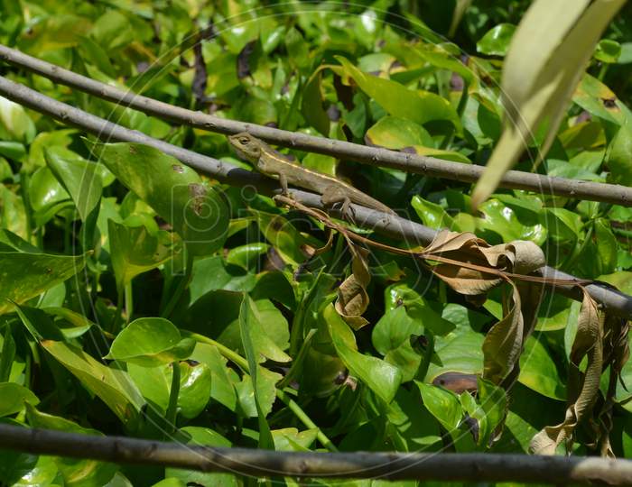 chameleon sitting on green tree branch (money plant)