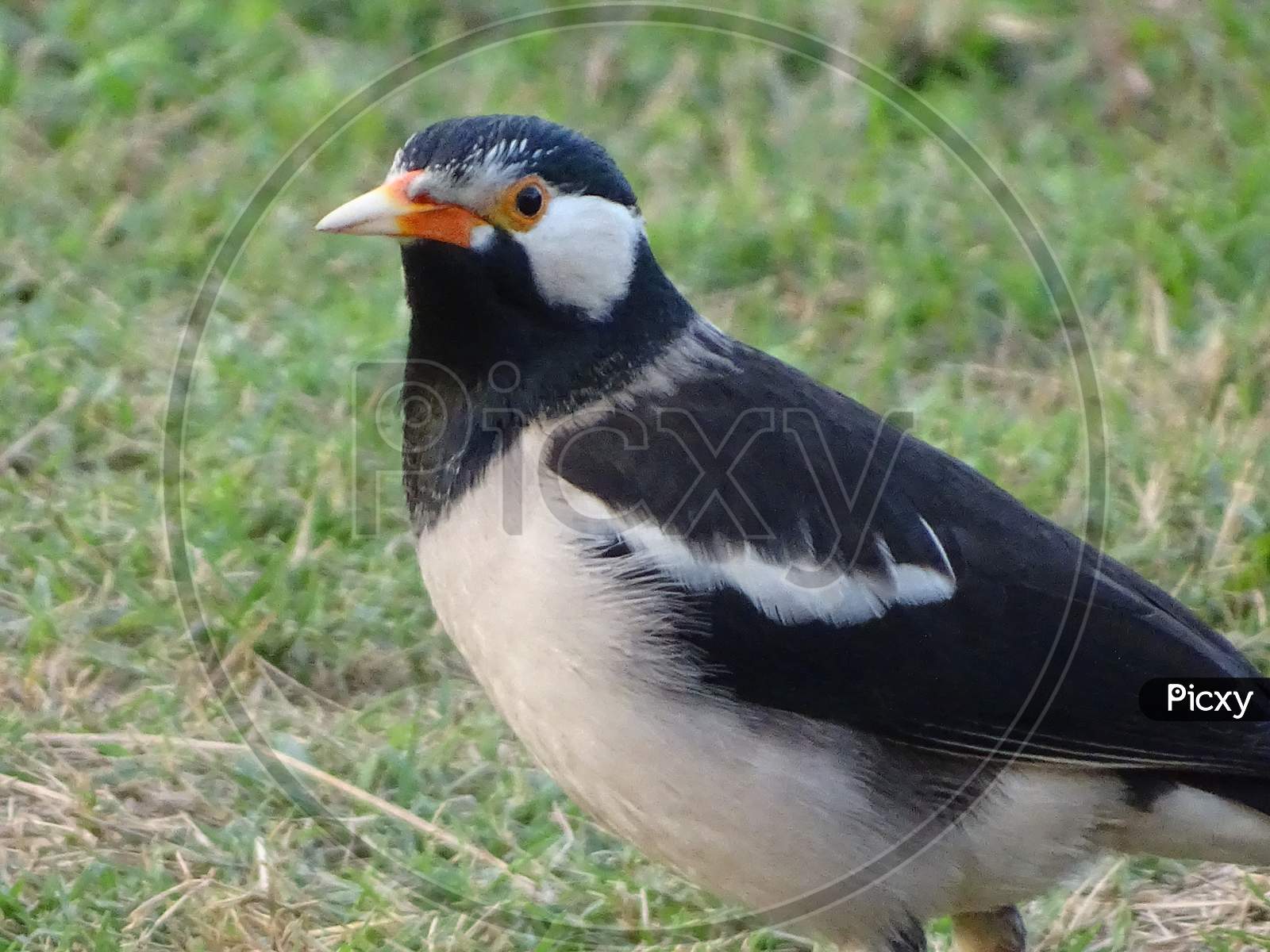 Asian pied starling