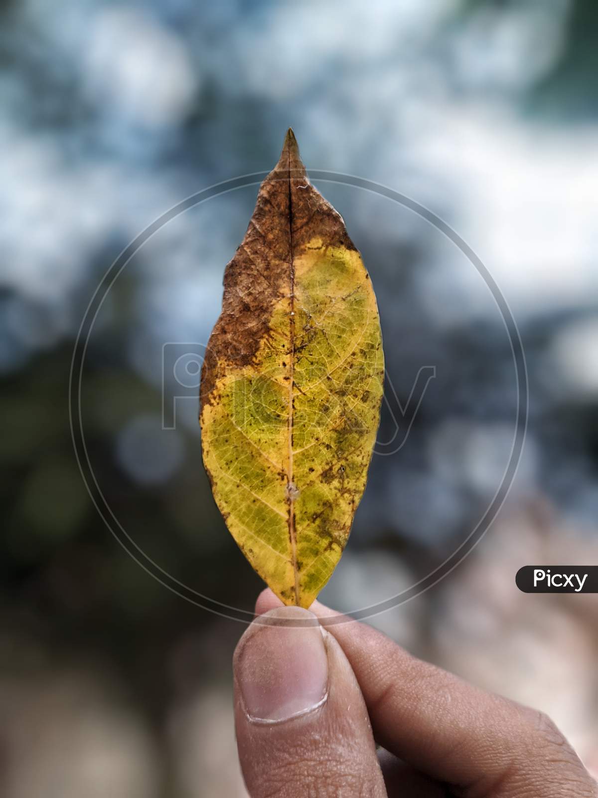 One life, picture of leaf
