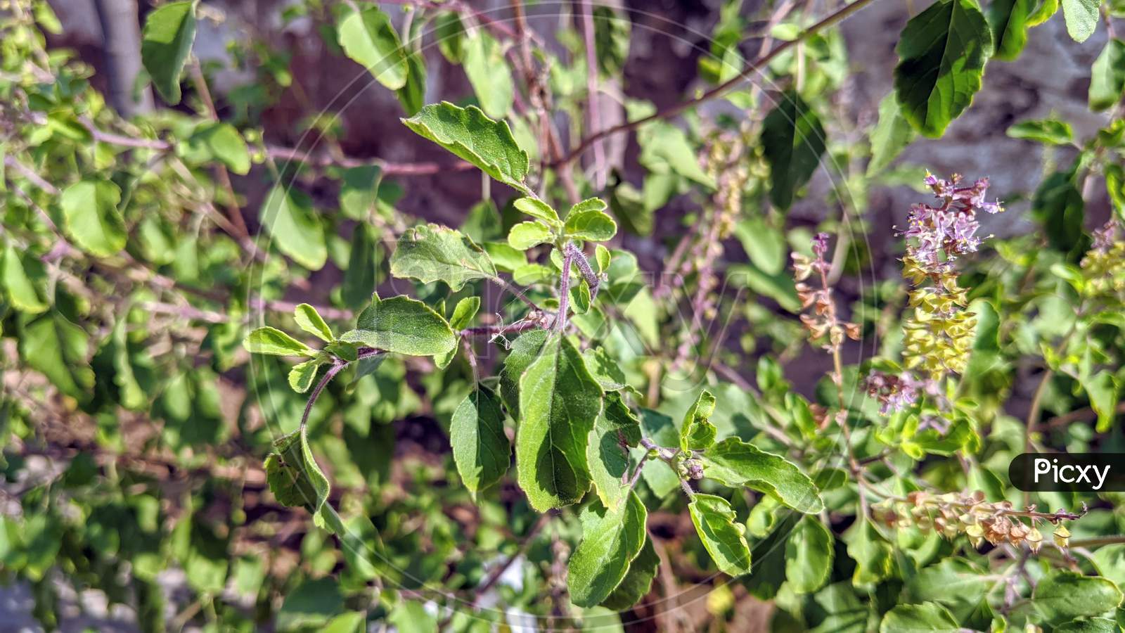 Image of Green Black Tulsi. In Hindu society Green Holy basil