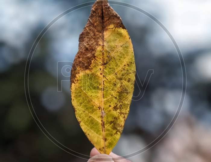 One life, picture of leaf