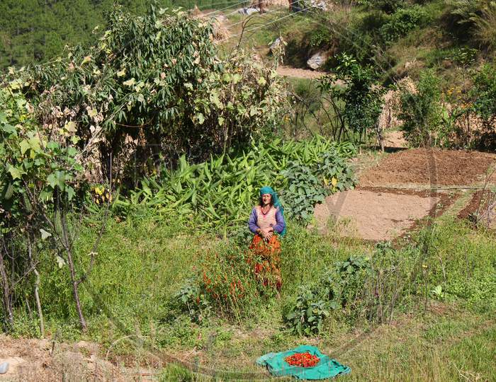 Hill Tribe Farmer standing in the middle of her field.