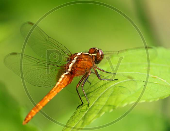 Dragonfly, closeup, macro photography,pest,insect