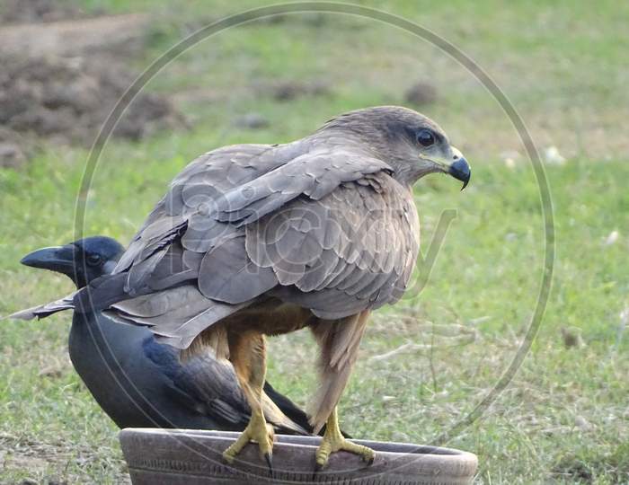 black kite and house crow drinking water together