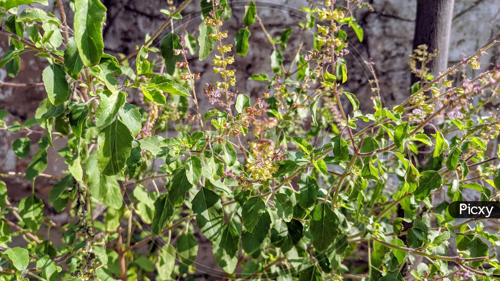 Image of Green Black Tulsi. In Hindu society Green Holy basil